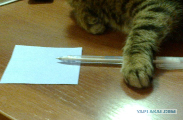 Котовторник