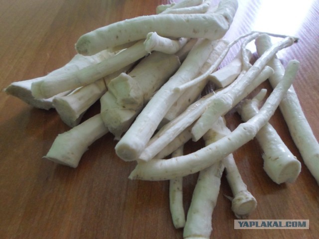 Кухня (кулинарное и околокулинарное общение)