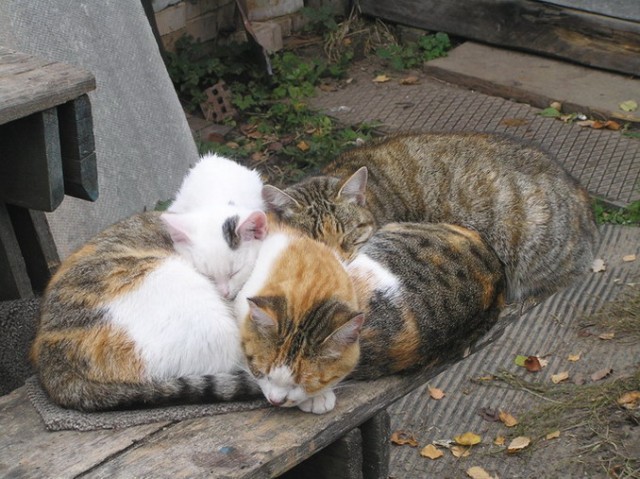 Коты, кошки, котята
