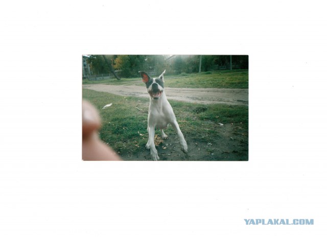 Беги по радуге, Дик!