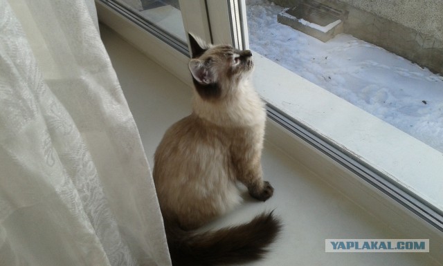 Котовторник 15.03