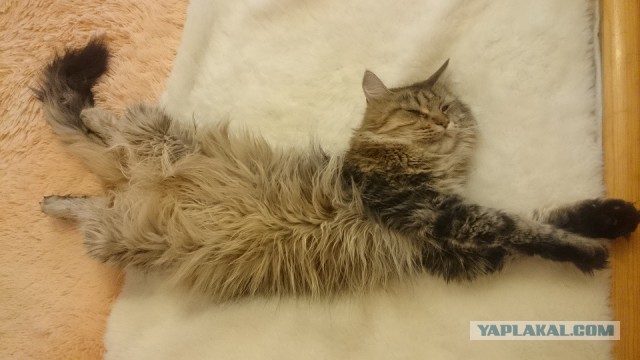 Котовторник 09.08.2016