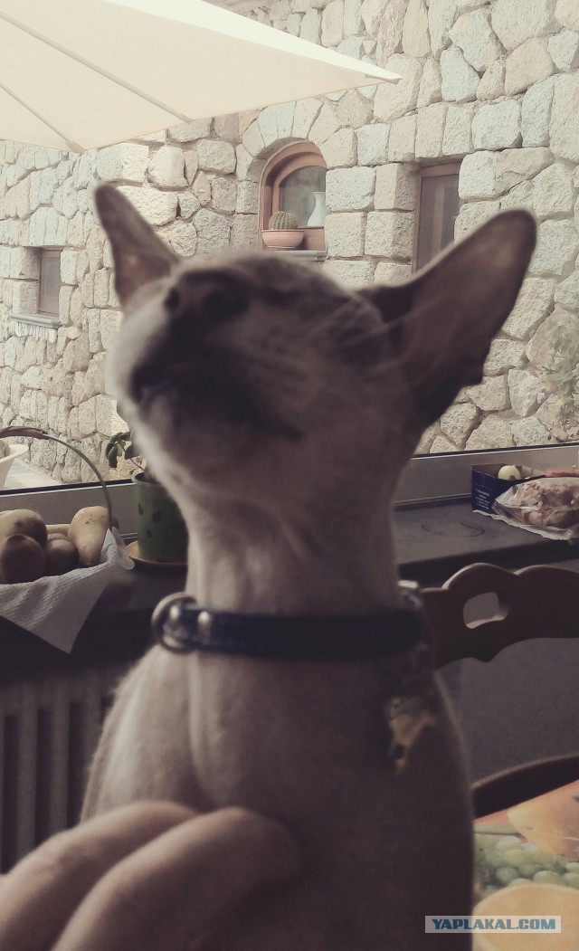 Котовторник 30.08.2016