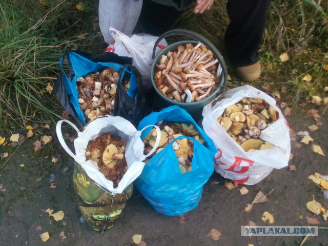 ЯП-всезнающий, помоги разобраться! Всего 5 фото