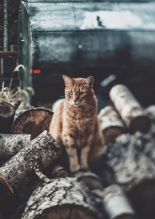 Прикольные животные