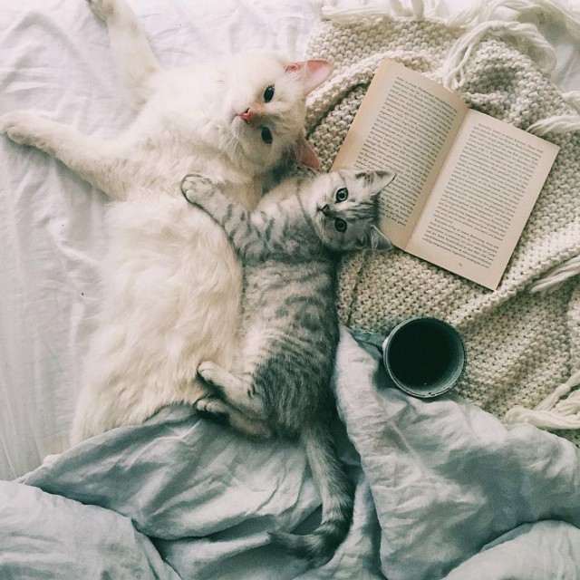 Коты из сети