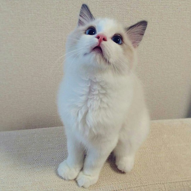Коты из сети