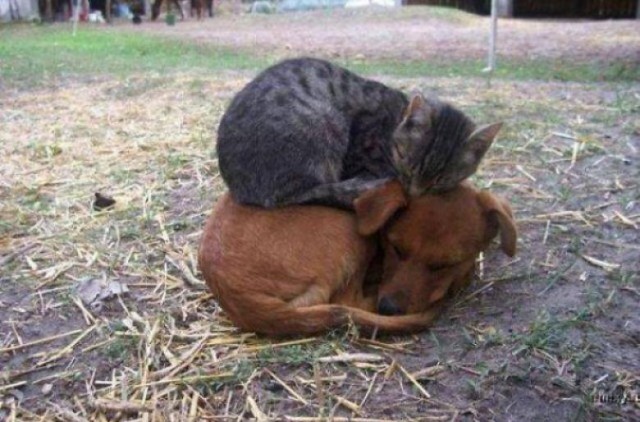 Коты из сети
