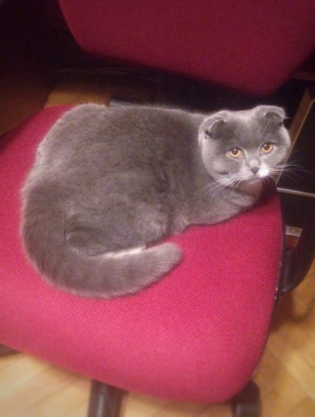Коты из сети