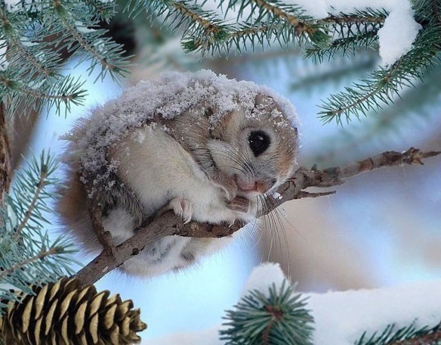 Самые смешные животные