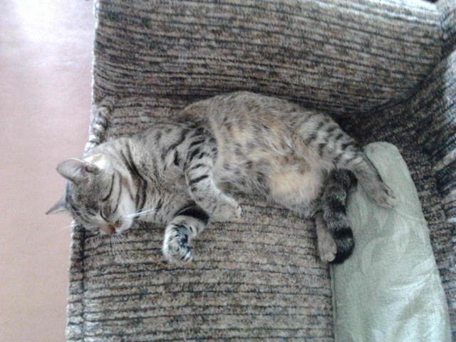 Котовторник 16.05.2017