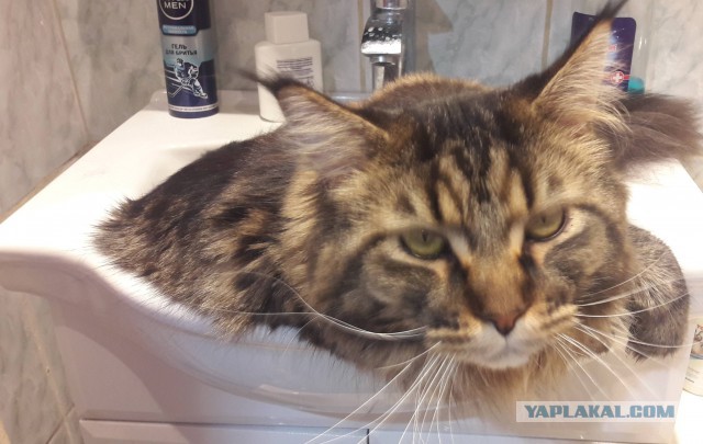 Котовторник  23.01.2018