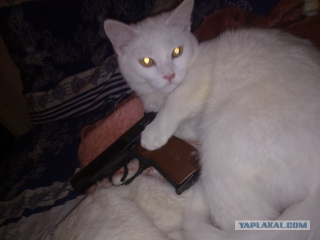 Котовторник  13.02.2018
