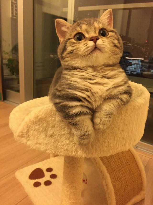Прикольных котов пост