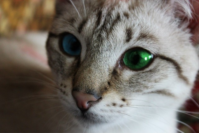 Фотобомбы котов