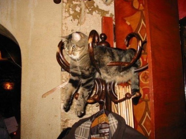 Коты в очередной раз доказали, что они на самом деле жидкость