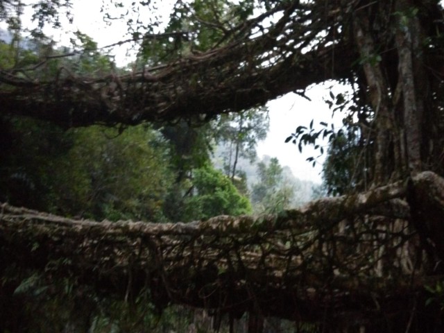 К живым мостам и обратно. Заметки из Индии