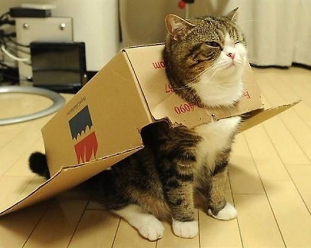 Прикольных котов пост
