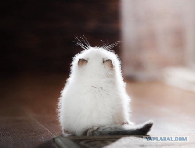 Немного милых жипегов