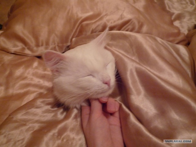 Котовторник на 24 августа