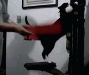 Котовторник