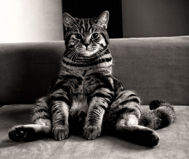 Котовторник на середину июня