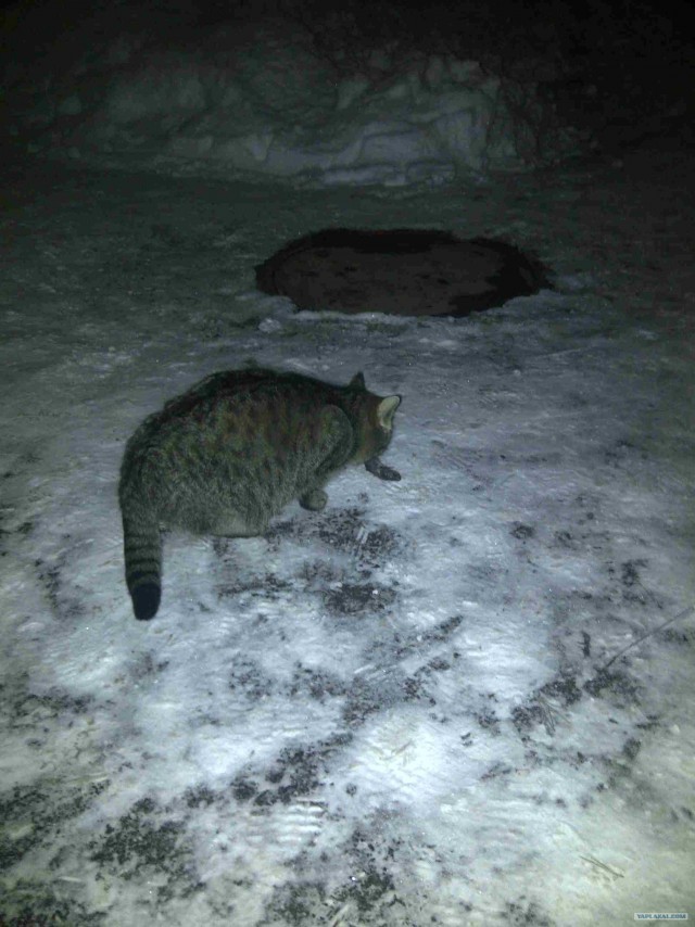 Котовторник (24. 01. 2012 )