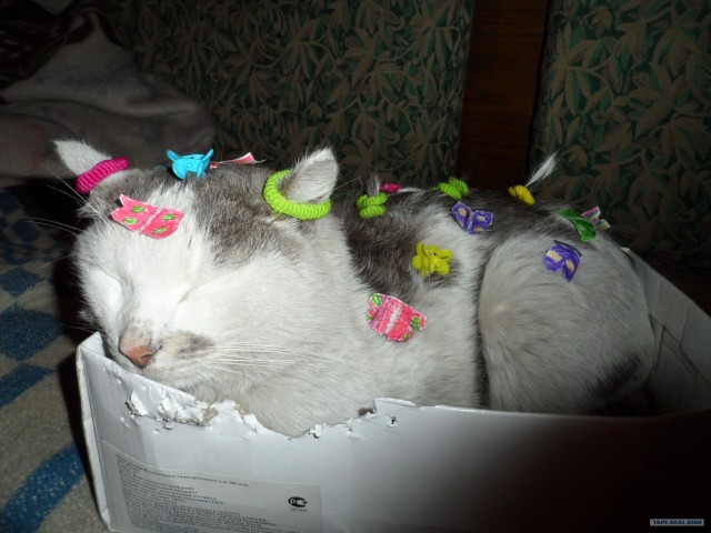 Котовторник   5.06.2012