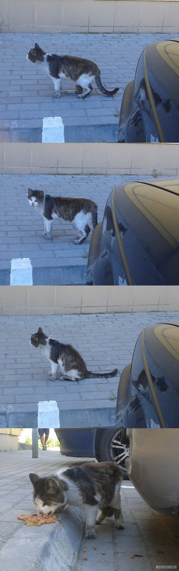 Котовторник 07.08.2012