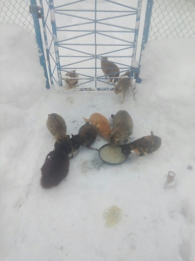 Прикольных котов пост
