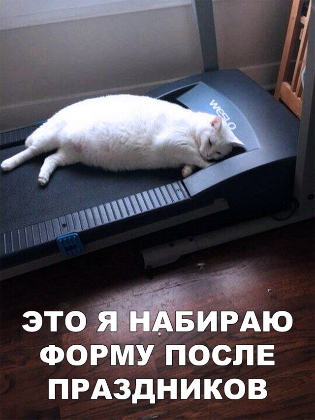 Забавные фото котеек