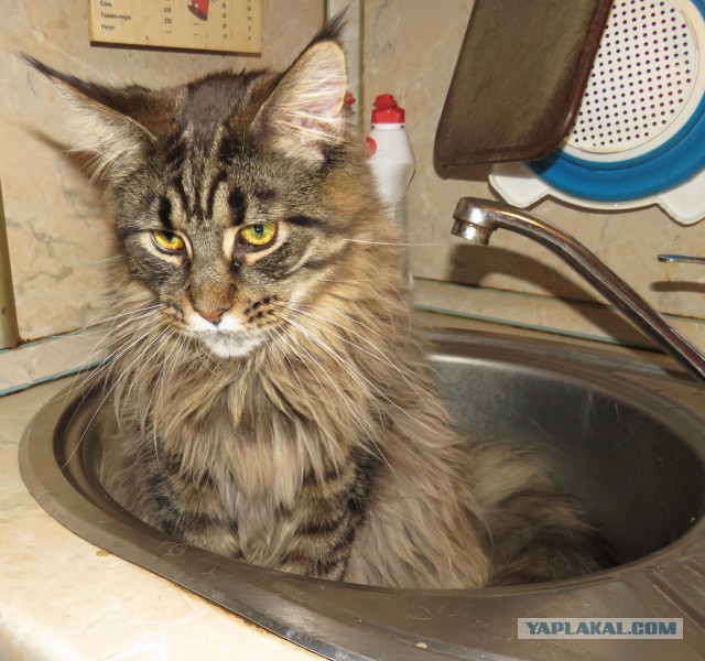 20 снимков с кисточками, доказывающих, что прекраснее мейн-кунов могут быть лишь котята мейн-кунов