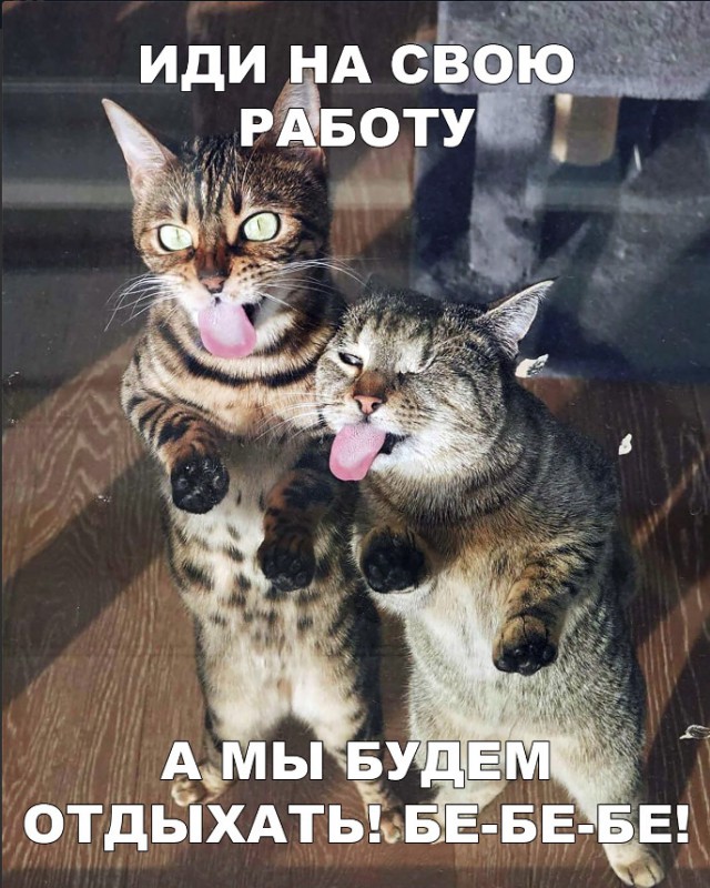 Забавные фото котеек
