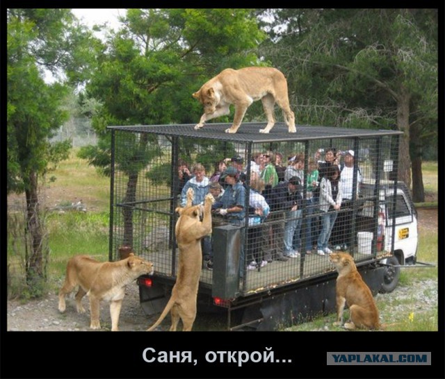 Нестандартный юмор