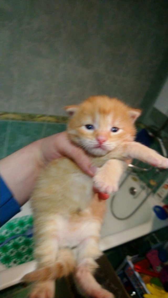 Забавные фото котеек