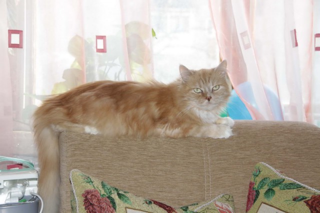 Котовторник 18.06.2019