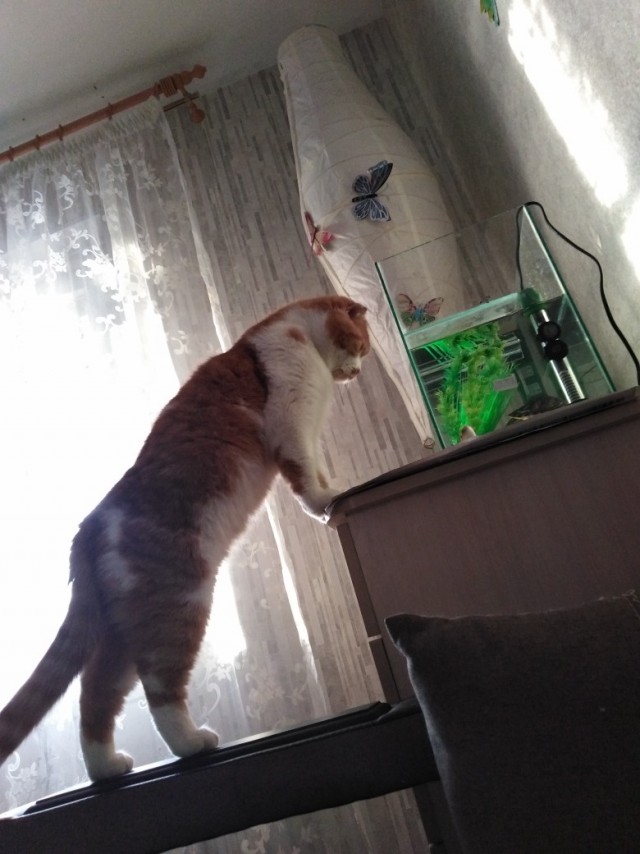 Забавные картинки с котами из сети