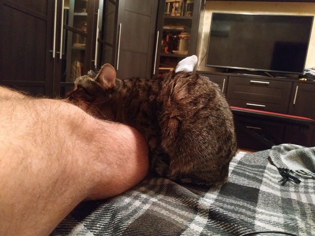 Что значит поза, в которой спит твоя кошка