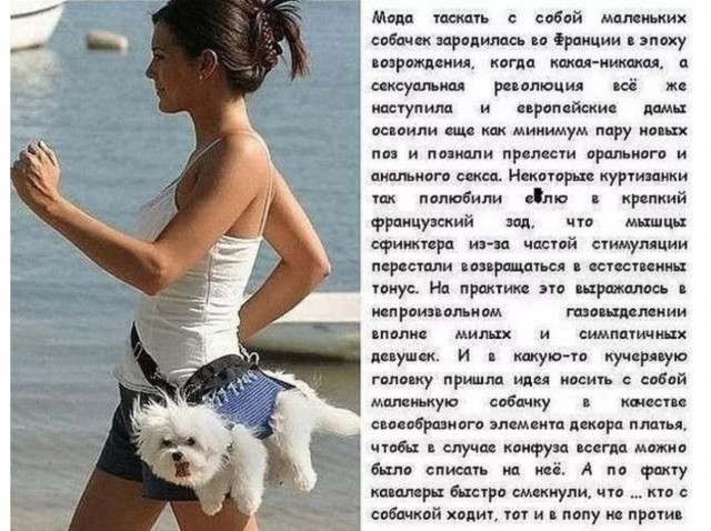 Брахицефалия: Мука длиною в жизнь. Правда о всех «плоскомордых» породах собак