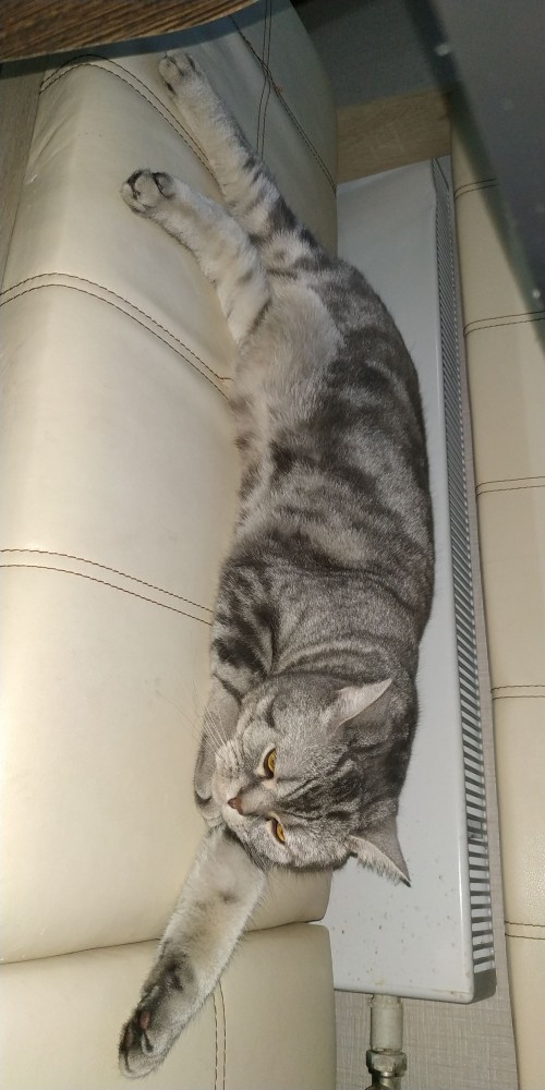 К - Котогеничность