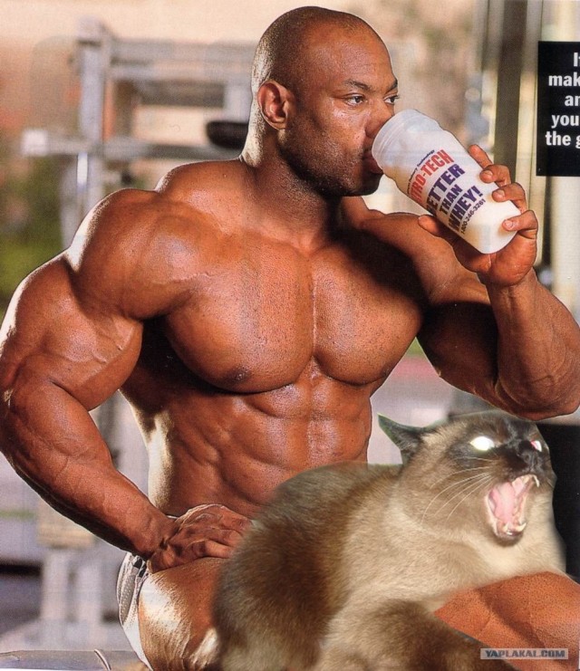 Фотожаба: Что с котэ?