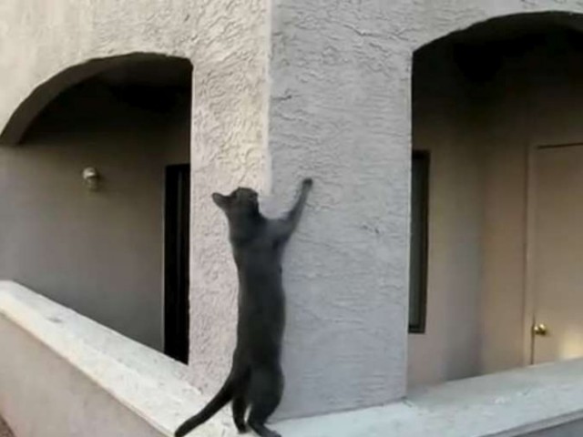 Спайдеркот