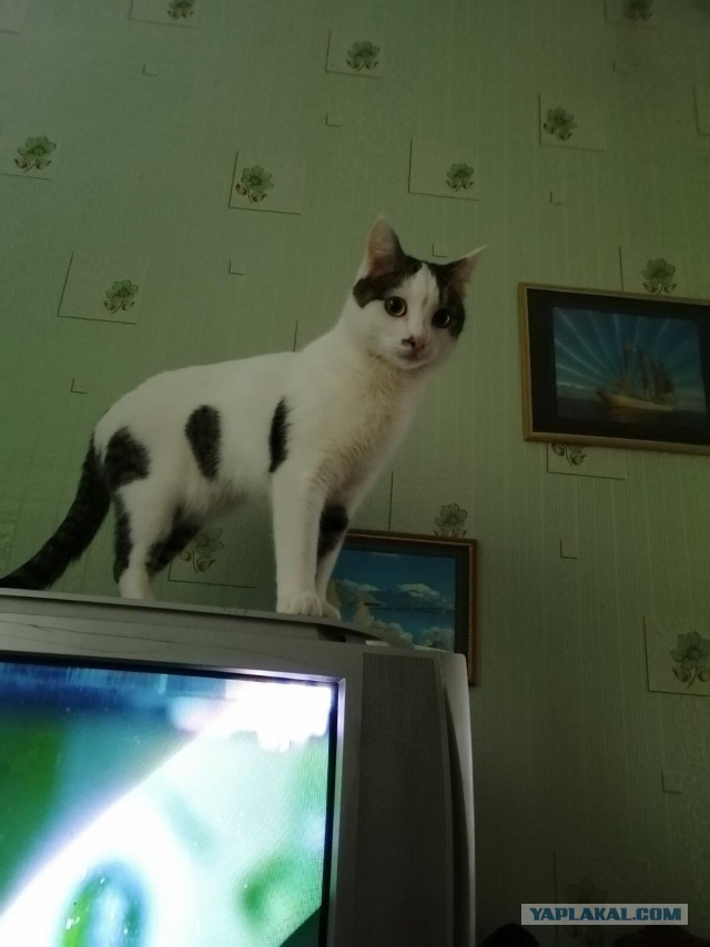 Даешь котовторник!