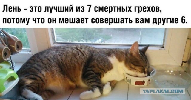 Неповторимое мастерство экспертов лиги лени