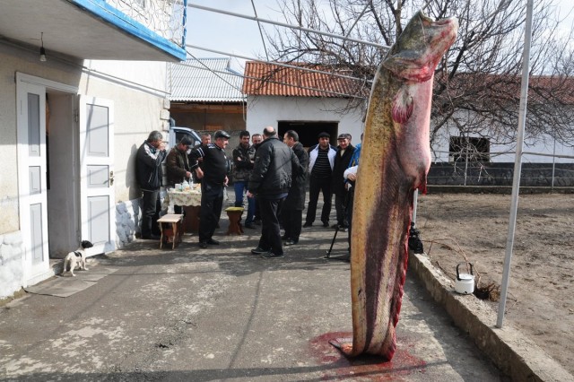 В Куршском заливе в Калининградской области поймали 80-килограммового сома