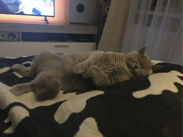 Котовторник 14.09.2021