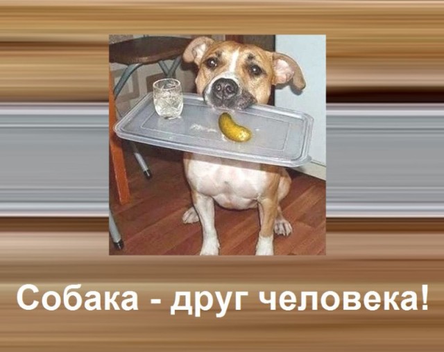 Человек собаке друг и другие картинки под настроение 13.01.2022