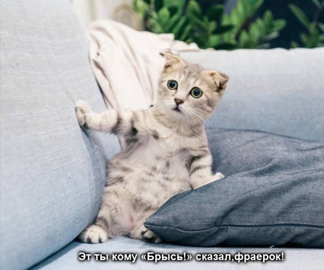 Утренняя подборка картинок и мемов - 8