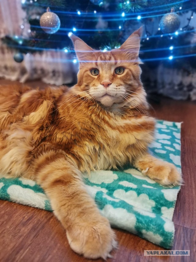 Котовторник. Февраль