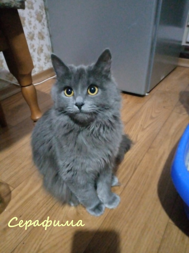 Жизнь домашнего приюта "Котоленд" 325